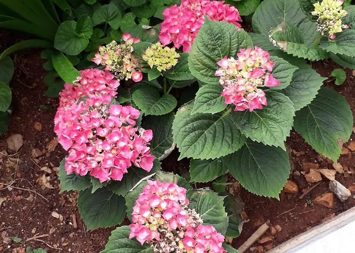 Marija Apartamento *